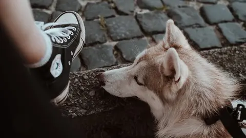 Fiestas San Antón Madrid 2024 - Pexels