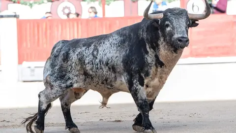Uno de los toros lidiados este 2 de mayo en Madrid ante más de 18.000 espectadores - Foto de Plaza1/ Plaza de toros de Las Ventas
