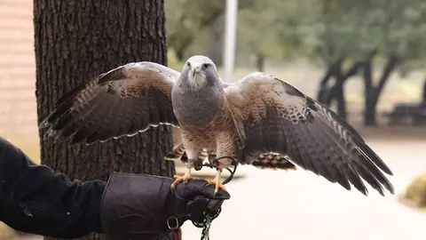 Cetrer&iacute;a - Sean P. Twomey