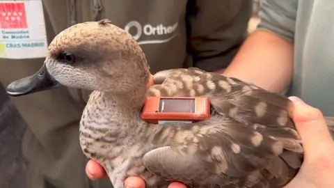 Madrid cr&iacute;a por primera vez dos ejemplares de cerceta pardilla, en peligro cr&iacute;tico de extinci&oacute;n - Comunidad de Madrid