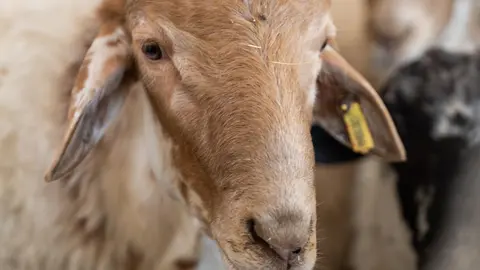 Medidas preventivas ante la enfermedad de la lengua azul en el ganado bovino y ovino - Foto Comunidad de Madrid