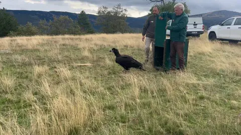 suelta buitre negro - Comunidad de Madrid