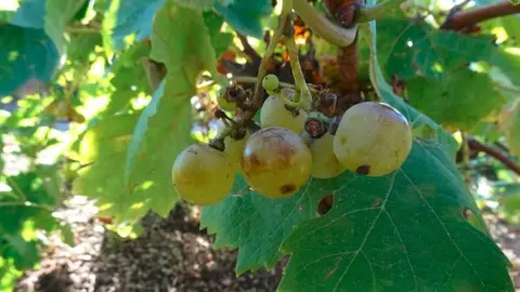 Heb&eacute;n, variedad de uva centenaria que se cre&iacute;a desaparecida en la regi&oacute;n - Foto Comunidad de Madrid