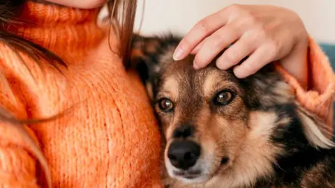 Adopci&oacute;n perros Madrid - Foto Freepik