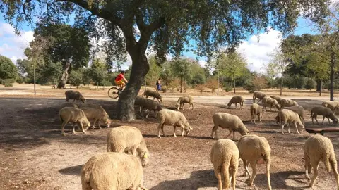 Ganado pastando en el Área Forestal de Tres Cantos - Foto Ayuntamiento de Madrid