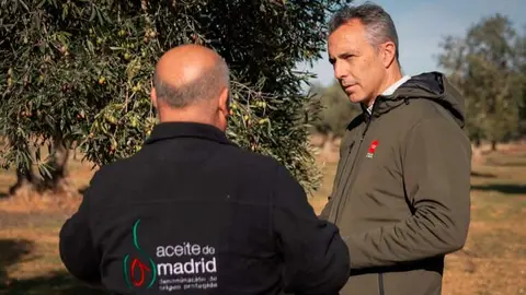 Novillo en el primer d&iacute;a de  cosecha de la Denominaci&oacute;n de Origen Protegida Aceite de Madrid - Foto Comunidad de Madrid