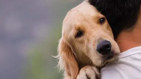 Centro Integral de Acogida de Animales - Comunidad de Madrid