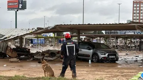 Guía y perro de búsqueda en la DANA - Escuela Española Salvamento y Detección con Perros ( @ESDP_esp )