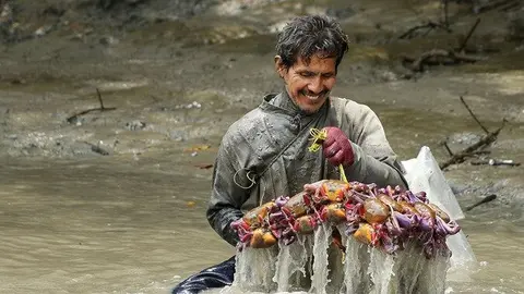 Cangrejero de la Reserva Ecológica Manglares Churute, provincia del Guayas, Ecuador
