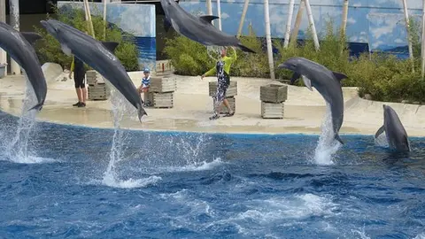 Delfines del Zoo de Madrid