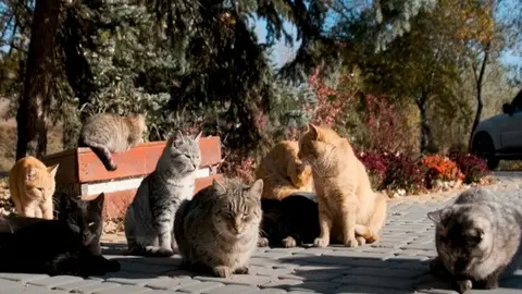 Alcalá lanza una campaña de sensibilización para gestionar de forma ética las colonias de gatos callejeros