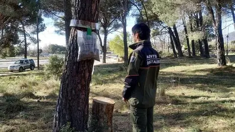 Madrid combate la oruga procesionaria en más de 65.000 hectáreas de pinares
