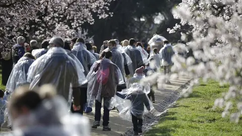 Espacio Abierto celebra la floración de los almendros con un espectáculo inmersivo de danza en la Quinta de los Molinos