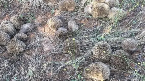 Erizos - Guardia Civil 