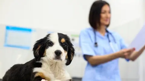 Veterinarios