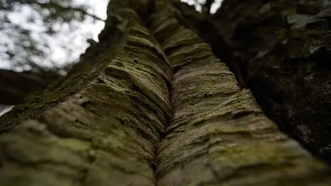 Premio Árbol 2024 Las Rozas