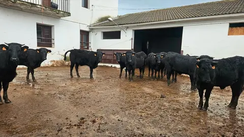 Reses de vaca Avileña-negra ibérica - Foto Comunidad de Madrid