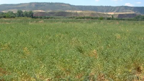 Madrid patenta bellotas in vitro con potencial farmacéutico, cosmético y ganadero