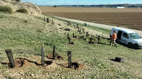 International Paper impulsa la biodiversidad en Madrid con la plantación de 130 árboles autóctonos en Villamanrique de Tajo
