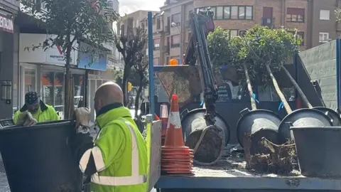 Leganés florece con la primavera: 100 árboles inaugurales en una plantación popular y 700 más en camino - Ayuntamiento de Leganés