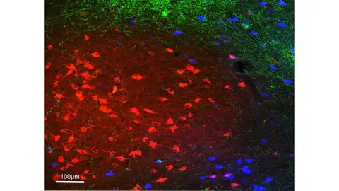 2025_04_01_Clasca_img