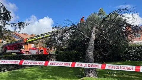 Árbol caído en Las Rozas | Foto de Emergencias de la Comunidad de Madrid