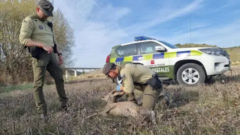 Agentes forestales - Comunidad de Madrid