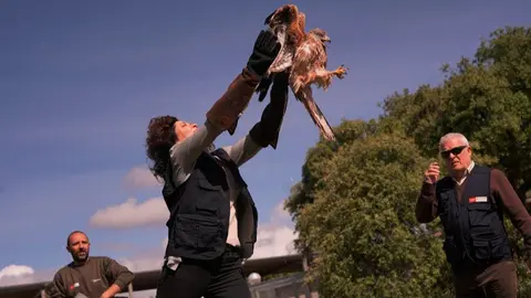 Suelta de un milano real - Foto de la Comunidad de Madrid