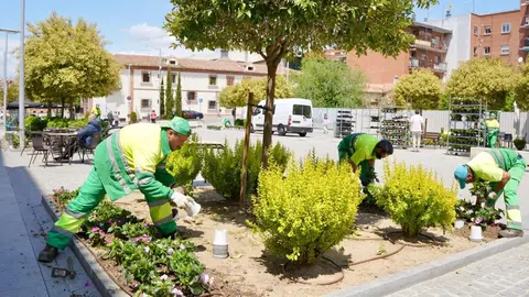 Campaña Flor Las Rozas - Ayuntamiento de Las Rozas