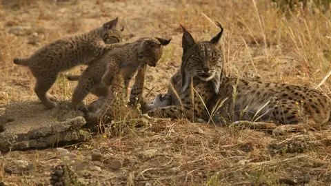 Hembra de lince ibérico junto a sus dos cachorros. Fuente: Antonio Rivas. Centro de Cría lince ibérico Acebuche (OAPN)