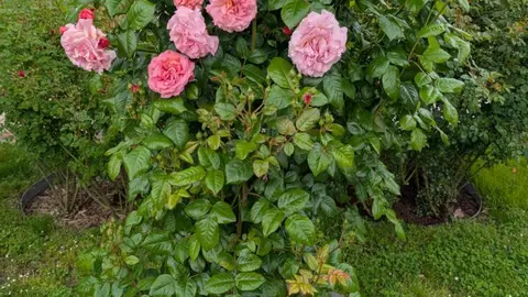 Una rosa italiana trepadora, la más bella de Madrid en el 69º Concurso Internacional de Rosas Nuevas