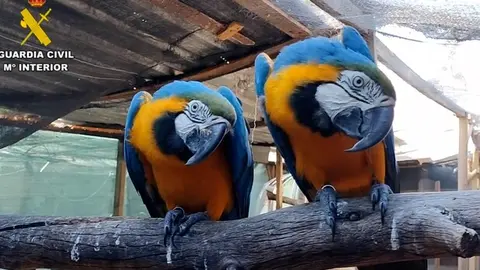 Animales - Guardia Civil (X)