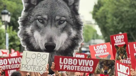 Manifestación Lobo Madrid - WWF España  (1)