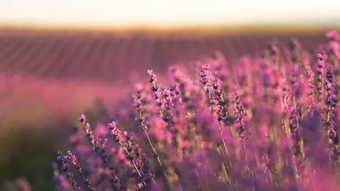 Campos lavanda - Freepik
