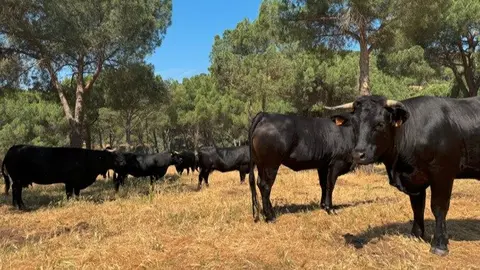 Ganado - Foto Comunidad de Madrid