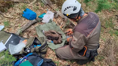 Anillamiento 50 crías de buitre  negro - Foto Comunidad de Madrid