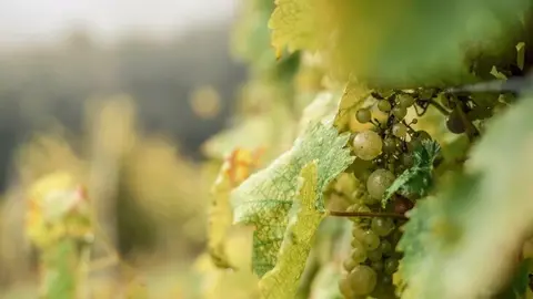 Agricultura - Enoturismo - Foto wirestock