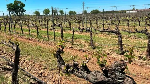 Vid - Foto Comunidad de Madrid