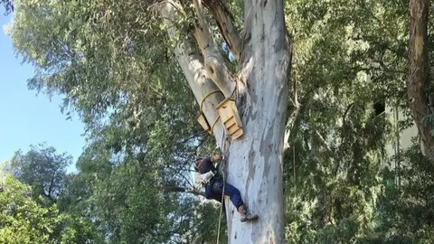 Un científico analiza la colonia de murciélagos - Foto del RJB-CSIC