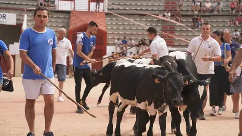 Traslado bueyes - Foto Ayuntamiento Colmenar Viejo