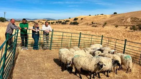 El consejero Novillo, durante la entrega de los 21 ejemplares de oveja colmenareña - Foto Comunidad de Madrid