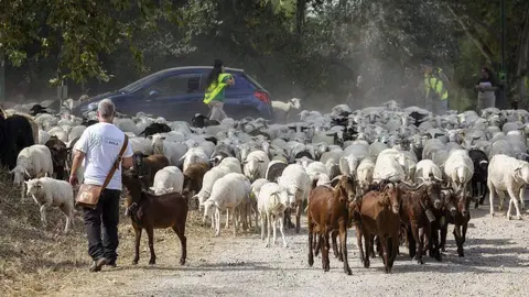 Reba&ntilde;o en trashumancia a Madrid