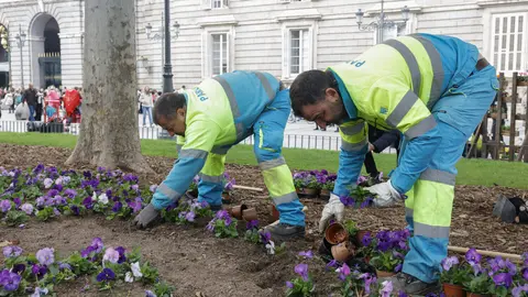 Operarios municipales durante la plantación especies otoño-invierno