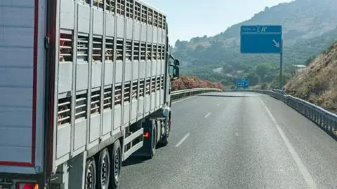 ANTA y CONPYMES exigen medidas urgentes para los transportistas de porcino afectados por las restricciones por Peste Porcina Africana