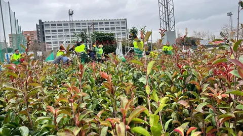Entrega plantas regeneraci&oacute;n incendio Tres Cantos 1