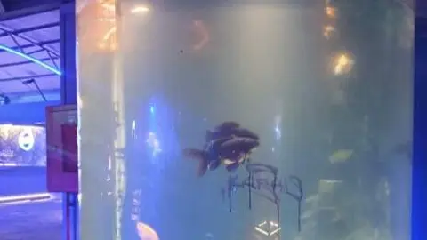 Pecera Fabrik - X AnimaNaturalis 