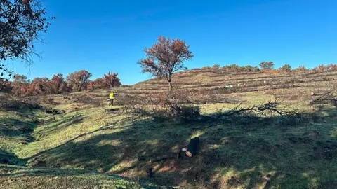 Restauraci&oacute;n Monte de Vi&ntilde;uelas en Tres Cantos - Foto Comunidad de Madrid