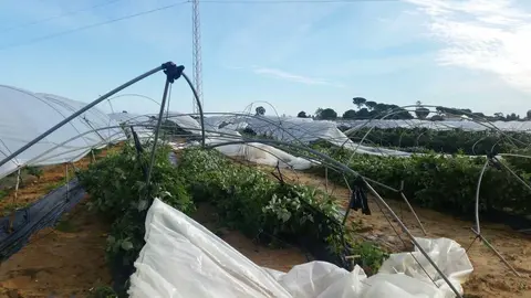 Cultivo afectado - Foto de freshuelva