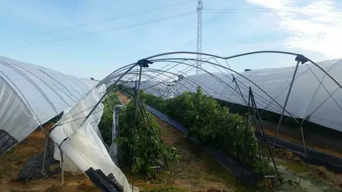 Cultivo afectado - Foto de freshuelva