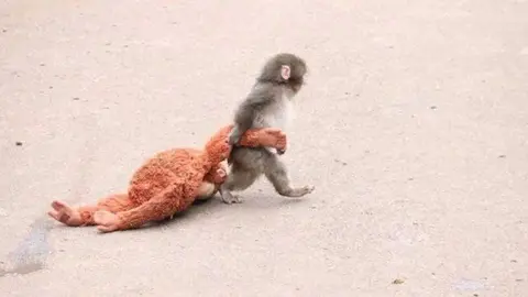 Punch Foto de X/ @nexta_tv